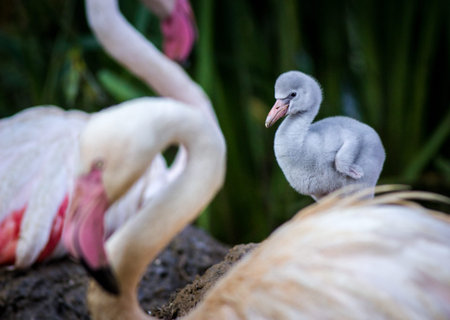 Flamingo mother and baby in a zoo. Close up.の写真素材