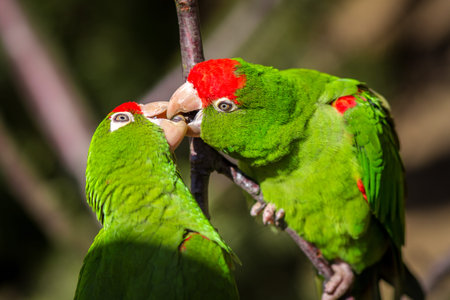 Couple of green amazon parrots sitting on a tree branchの写真素材