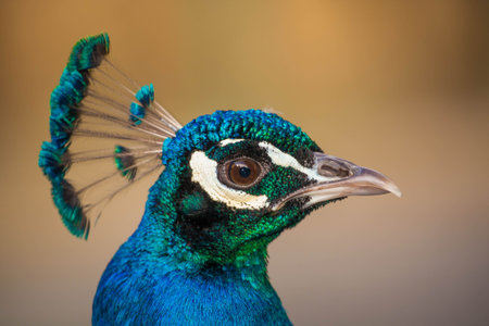 Portrait of a peacock with colorful feathers in the park.の写真素材