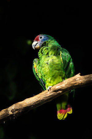 Colorful parrot sitting on a branch in the rainforest.