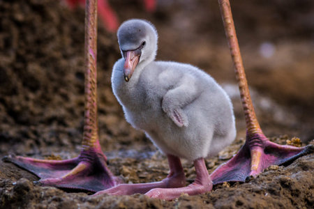 Flamingo chick (Phoenicopterus ruber)の写真素材