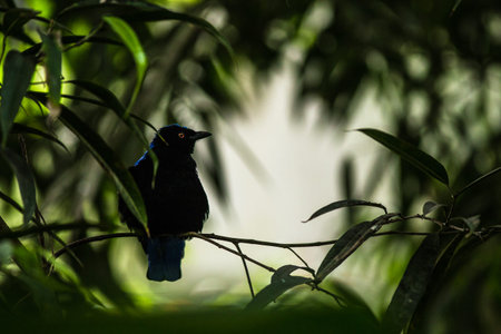 Black and blue bird on a branch in the forest, nature backgroundの写真素材