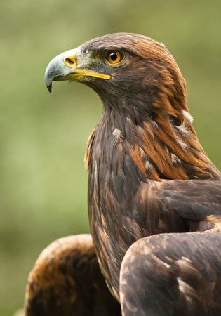 Portrait of Golden Eagle (Aquila chrysaetos)