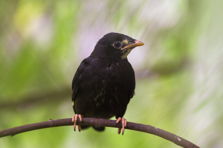Starling (Sturnus vulgaris) perched on a branchの写真素材