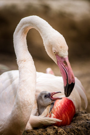 Flamingo (Phoenicopterus roseus) with babyの写真素材
