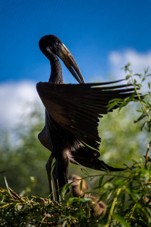 Marabou stork in the Moremi Game Reserve (Okavango River Delta), National Park, Botswanaの写真素材