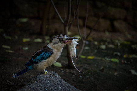 Kingfisher (Lacerta cinerea) in the zooの写真素材