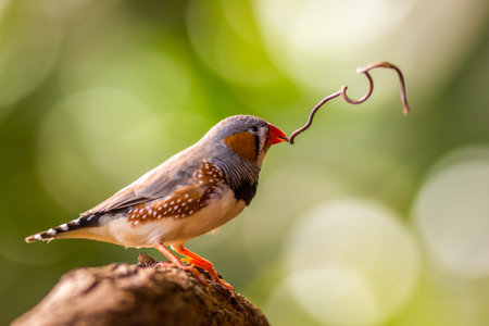 Zebra Finch (Lonchura punctata) on a branchの写真素材