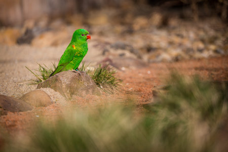 Green parrot sitting on a rockの写真素材