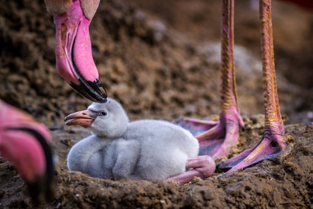 Flamingo chick and its mother in the nest, Thailand.の写真素材