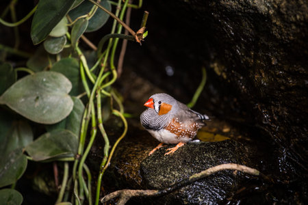 Zebra finch sitting on a rock in a tropical rainforestの写真素材