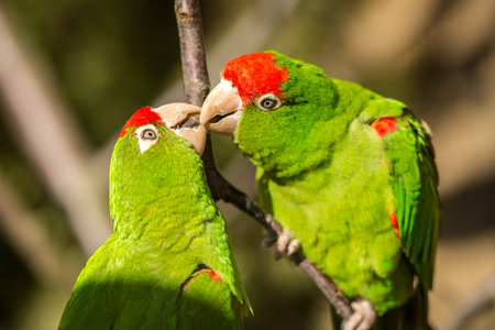 Couple of red and green parrots on a branch