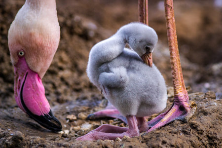 Flamingo chicks (Phoenicopterus ruber)の写真素材