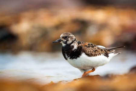Ruddy turnstone (Arenaria interpres) in natural habitat