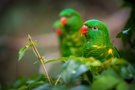 Parrots in the rainforest of Costa Rica, Central America.の写真素材