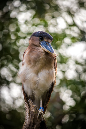 Black-crowned Night heronの写真素材