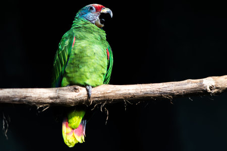 Beautiful green parrot sitting on a branch isolated on black background
