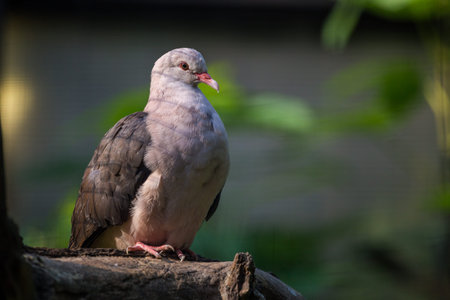 Pigeon sitting on a log in a park in the summerの写真素材