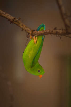 green parrot sitting on a branch of a tree in the garden