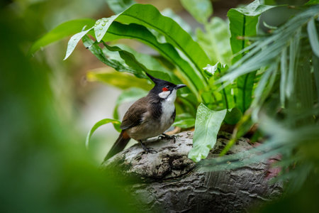 Red-whiskered Bulbul bird in the nature, Thailand.の写真素材