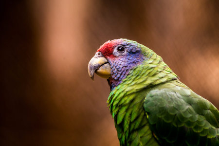 Portrait of a red-crested Amazon Parrot (Amazona amazona)の写真素材