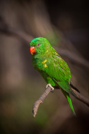 Australian Rainbow Lorikeet, Trichoglossus haematodusの写真素材