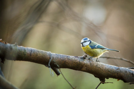 Blue tit (Cyanistes caeruleus) on a branchの写真素材