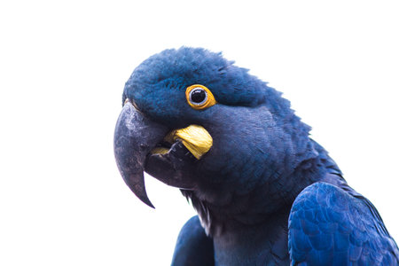 Portrait of a Black-crested Cockatoo isolated on white backgroundの写真素材