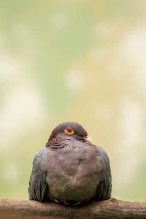 pigeon sitting on a branch in the park, close upの写真素材