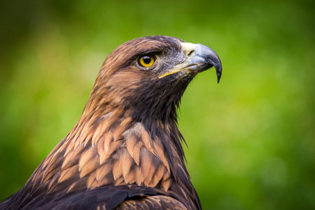 Portrait of Golden Eagle (Aquila chrysaetos)