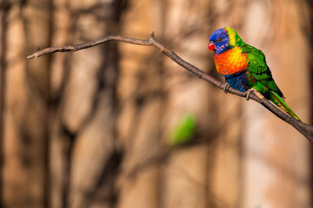 Rainbow Lorikeet (Trichoglossus haematodus) on a branch