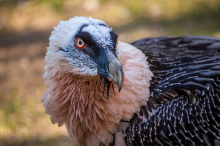 Griffon vulture (Gyps fulvus) close upの写真素材