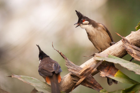 red-whiskered bulbul (Pycnonotus goiavier)