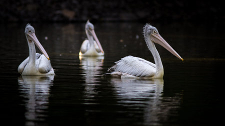 Pelican (Pelecanus onocrotalus)の写真素材