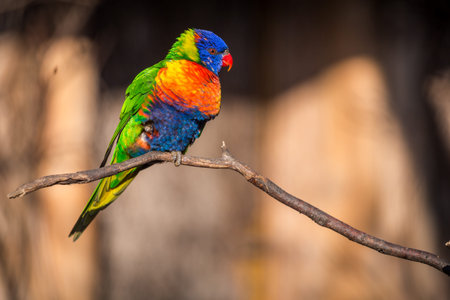 Rainbow Lorikeet (Trichoglossus haematodus)