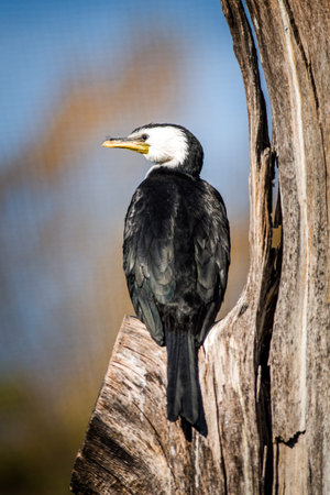 Great cormorant, Phalacrocorax carbo, single bird on branch, South Africaの写真素材