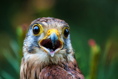 Portrait of a common kestrel (Falco tinnunculus)の写真素材