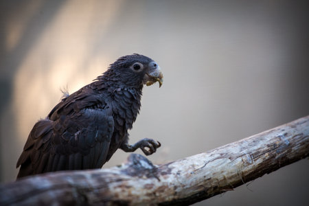 Portrait of a Black Cockatooの写真素材