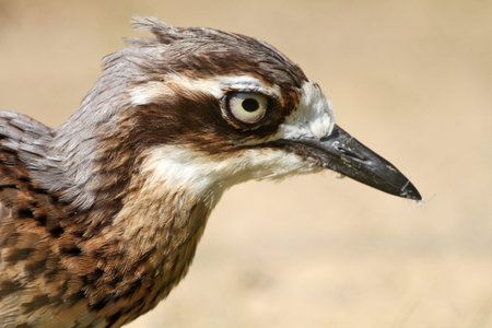 Close up of the head of a black-crowned curlewの写真素材
