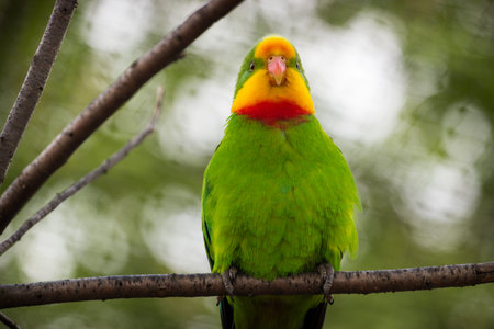Lovebird sitting on a branch in the rainforest of Costa Rica