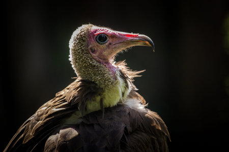 Griffon vulture (Gyps fulvus) portraitの写真素材