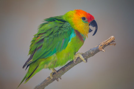 Red-fronted Lovebird - Amazona amazonaの写真素材