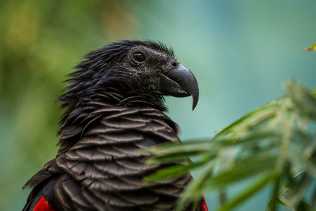 Portrait of a Black-crested Parrotの写真素材