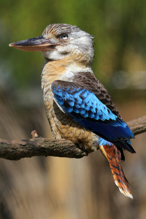 Blue-winged kookaburra (Laughing Kookaburra)の写真素材