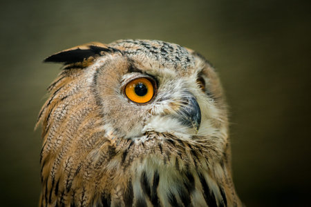 Eurasian Eagle Owl (Bubo bubo) portraitの写真素材