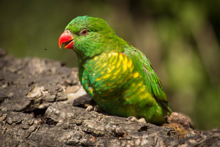 Australian Rainbow Lorikeet (Lichostomus leschenaulti)