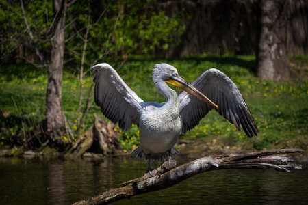 Great White Pelican (Pelecanus onocrotalus)の写真素材