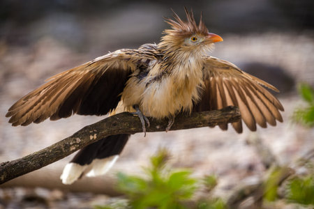 Red-billed Caracara (Caracara rufescens)の写真素材