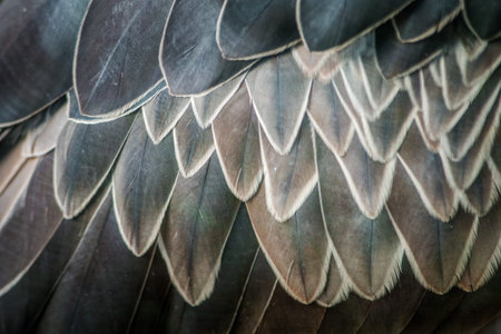 Closeup detail of the wings of a vulture bird, Thailand.の写真素材