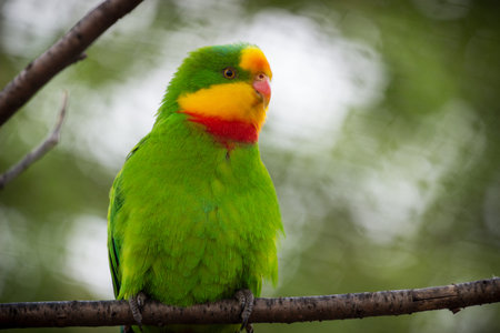 Parrot is sitting on a tree branch in the rainforest.の写真素材